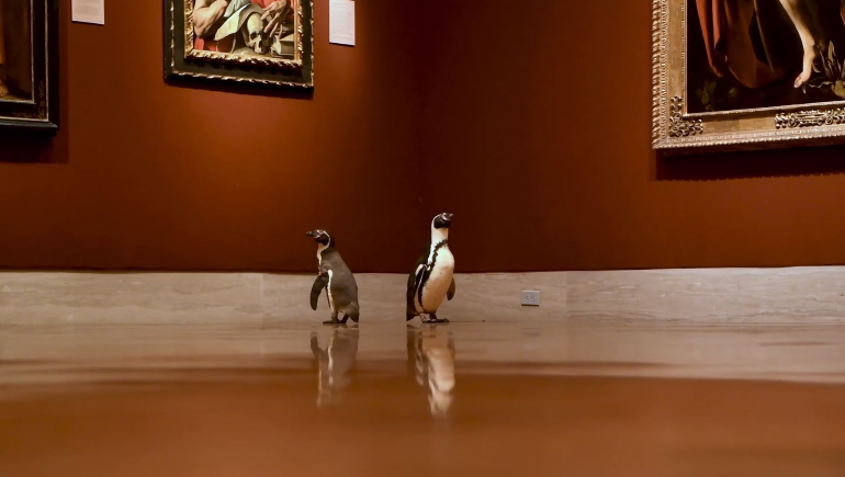 Two penguins roam the Nelson-Atkins Museum of Art in Kansas City, Mo.