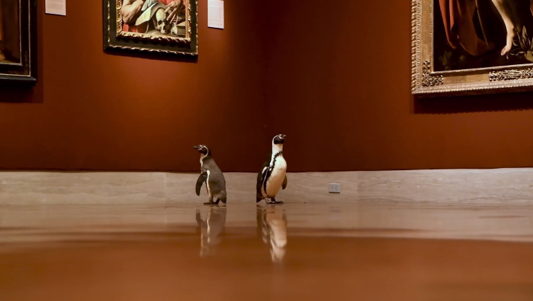 Two+penguins+roam+the+Nelson-Atkins+Museum+of+Art+in+Kansas+City%2C+Mo.