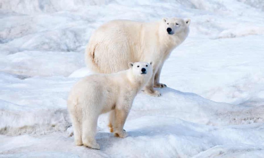 Polar+bears+migrate+to+Russia+due+to+climate+change